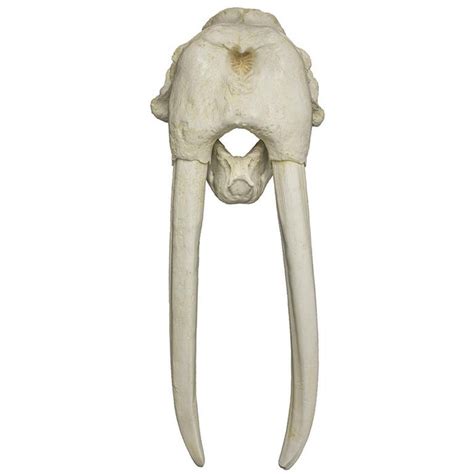 Replica Walrus Skull — Skulls Unlimited International Inc