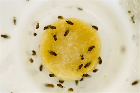 Fruit Fly Infestation – Home, Bedroom, How to Get Rid of them - American Celiac