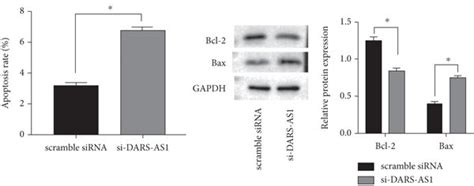 Lncrna Dars As1 Knockdown Regulates Oc Cell Behaviors A Cck 8 Assay