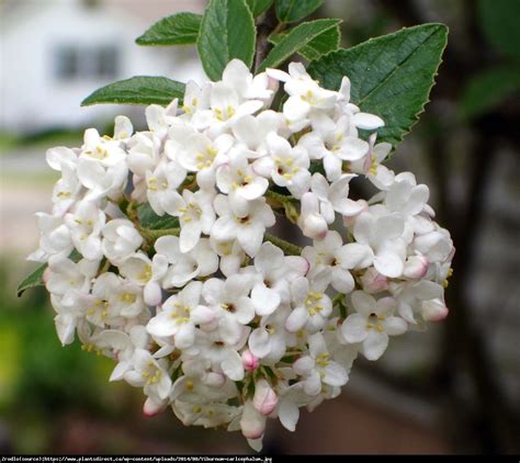 Kalina Angielska Viburnum Carlcephalum