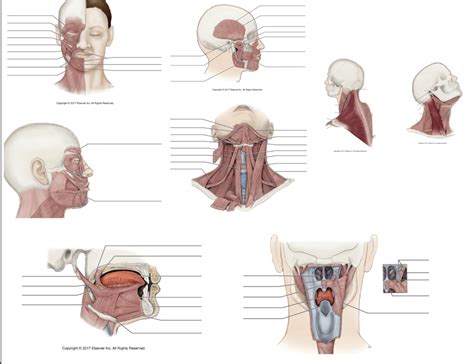 Tmj And Muscles Labeling Dental Anatomy Diagram Quizlet