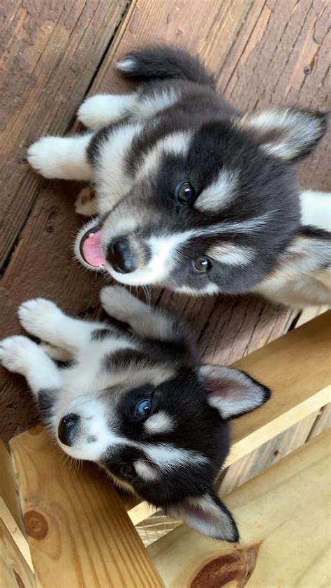 Husky puppies for sale – Artofit