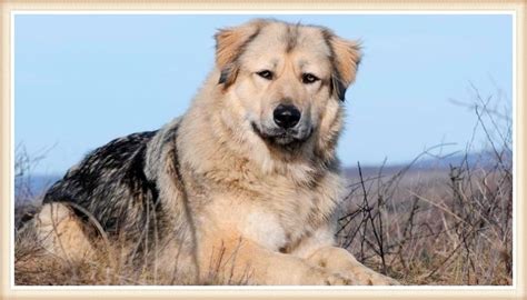 Tipos De Perros Pastores Gu A Sobre Razas De Pastoreo Fotos