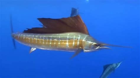 Imagem Do Peixe Vela - 9