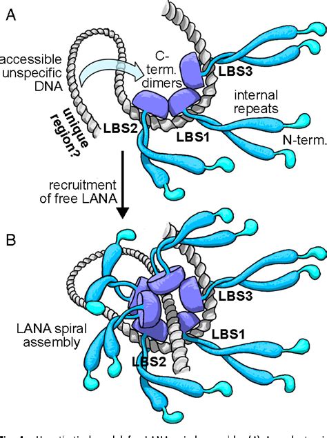 Figure From The D Structure Of Kaposi Sarcoma Herpesvirus Lana C