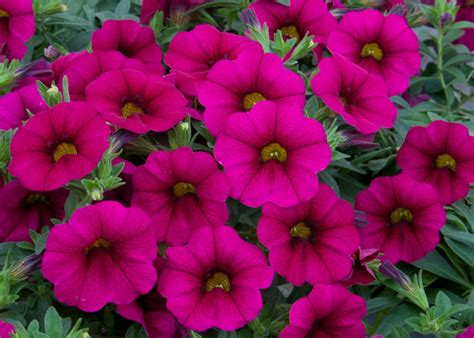 Småpetunia Stickling Million Bells Minifamous ® Neo Purple