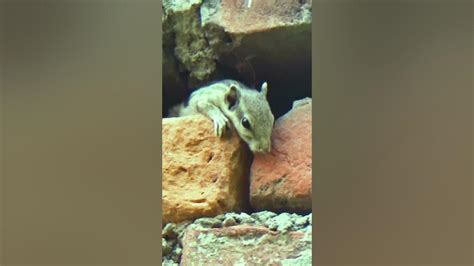 Squirrel Crying Documentary Youtube
