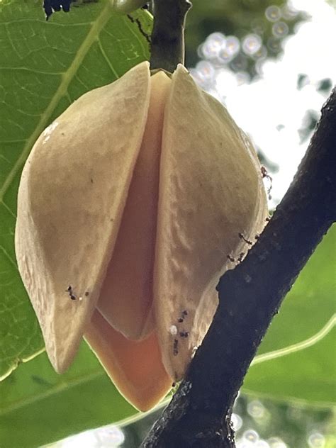 mountain soursop from 壽山國家自然公園 鼓山區 KHH TW on August 9 2023 at 08 35