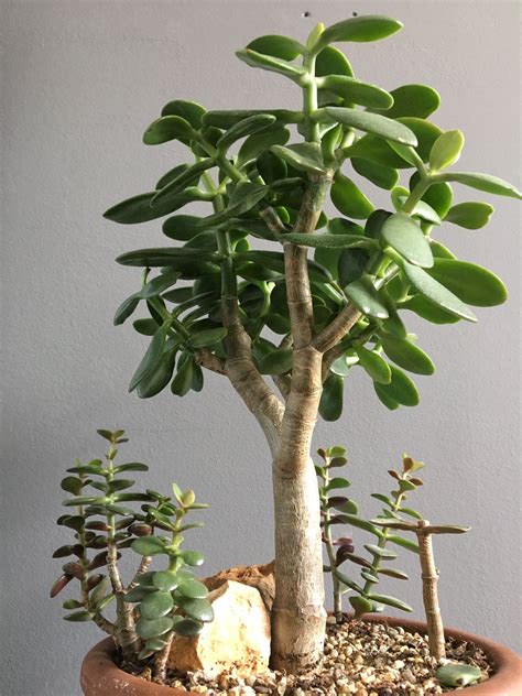 Jade Plant Care Complete Guide To Growing Crassula Ovata Artofit