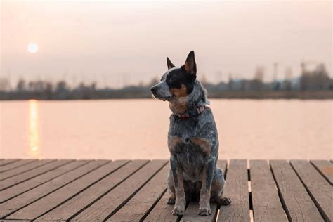 Australian Shepherd Blue Heeler Mix Important Features