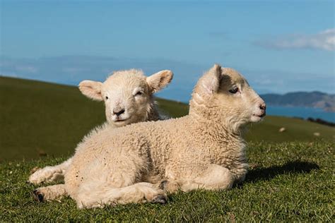 1000 Lying Down Lamb Sheep Grass Stock Photos Pictures And Royalty