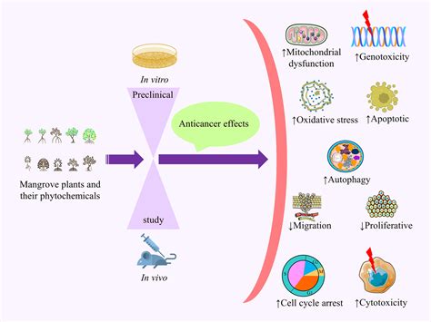 Anticancer Potential Of Phytochemicals Derived From Mangrove Plants