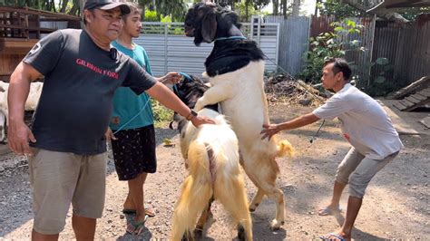 Gilbran Farm Kambing Kurban Boer Vs Etawa Pilih Mana Kalian Youtube