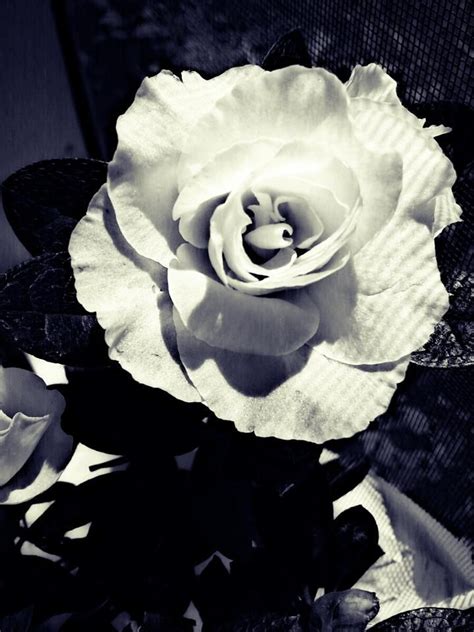 Black and White Rose Photography