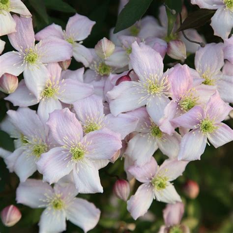 Clematis montana 'Rubens' 6" Pot - Hello Hello Plants