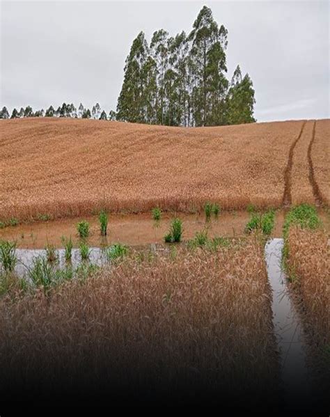 Chuvas Em Sc Epagri Cepa Estima Redu O De Na Produ O De Trigo No