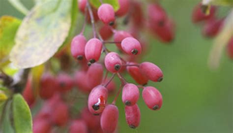 How to Propagate a Barberry Bush | Garden Guides