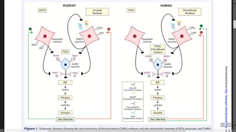 Figure Neuroanatomy Of Kisspeptin Gnrh Pathway And Endotext