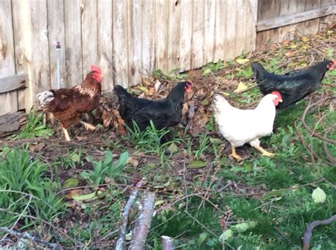 Red Sex Link Hen Or Roo BackYard Chickens Learn How To Raise Chickens