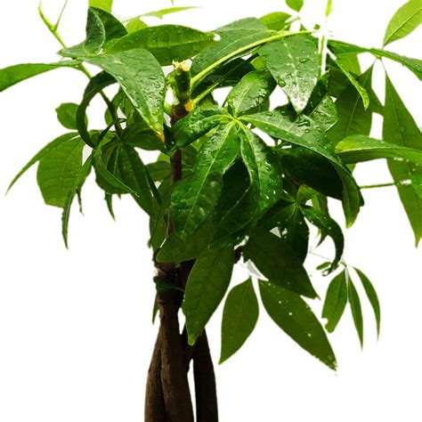 The Ultimate Guide To Propagating A Money Tree Water Method Growing