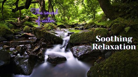 Relaxing Nature Sounds Study Sleep Meditation Water Sounds Bird