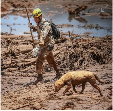 Cadela dos Bombeiros que atuou em Brumadinho morre após complicação de