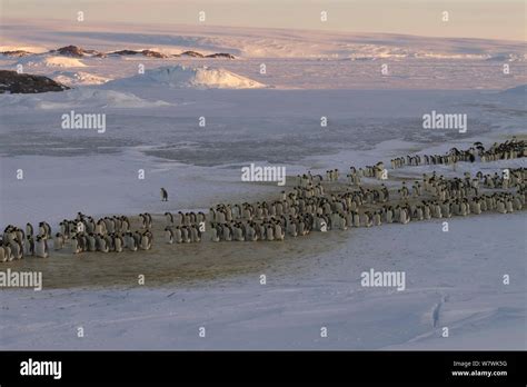 Procession Of Male Emperor Penguins Aptenodytes Forsteri Shuffling