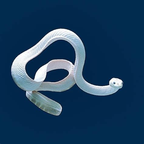 Hydrophis Elegans A Highly Venomous Sea Snake Found In Indoaustralian