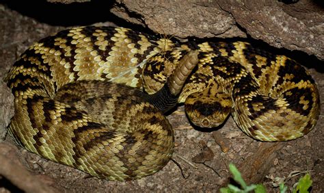 Crotalus Molossus Molossus Northern Blacktailed Rattlesnak Flickr