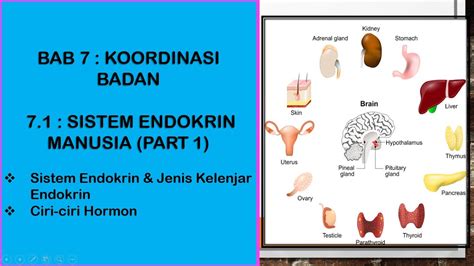 Sains Tingkatan 4 Kssm I Bab 7 I 7 1 Sistem Endokrin Manusia Part 1