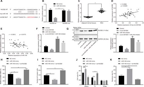 Circ Increases Nucb Expression By Acting As A Cerna Of