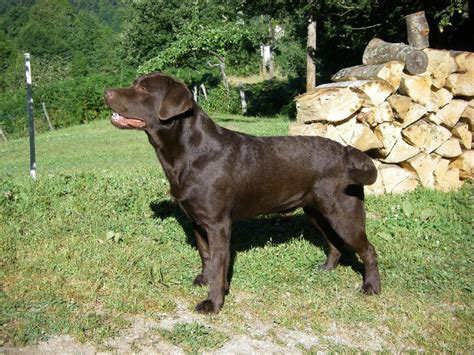 Chien Labrador Retriever Banjo De Chantemelse