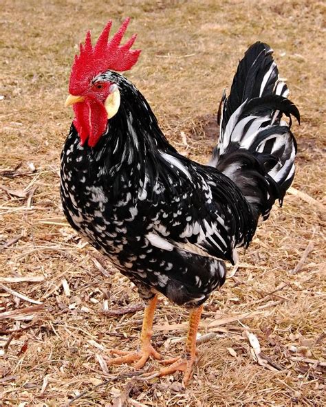 Exchequer Leghorn Chickens Purely Poultry Leghorn Chickens Chickens Backyard Egg Laying