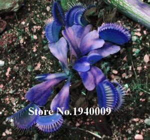 100 Pcs Potted Blue Insectivorous Plant Bonsai Dionaea Muscipula Rare