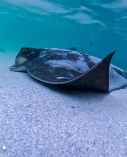 Jervis Bay Stingrays Where To See Stingrays In Jervis Bay And Bendalong