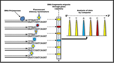 Sanger Dna Sequencing Principle Steps Explained