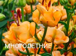 Питомник растений - Репейник Санкт-Петербург