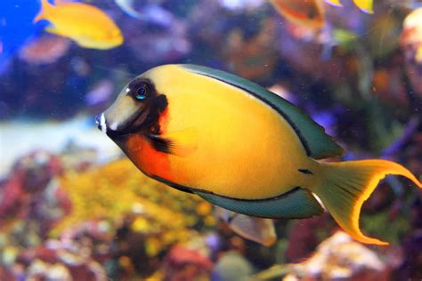 Tang Fish: The Fascinating Facts You Never Knew!