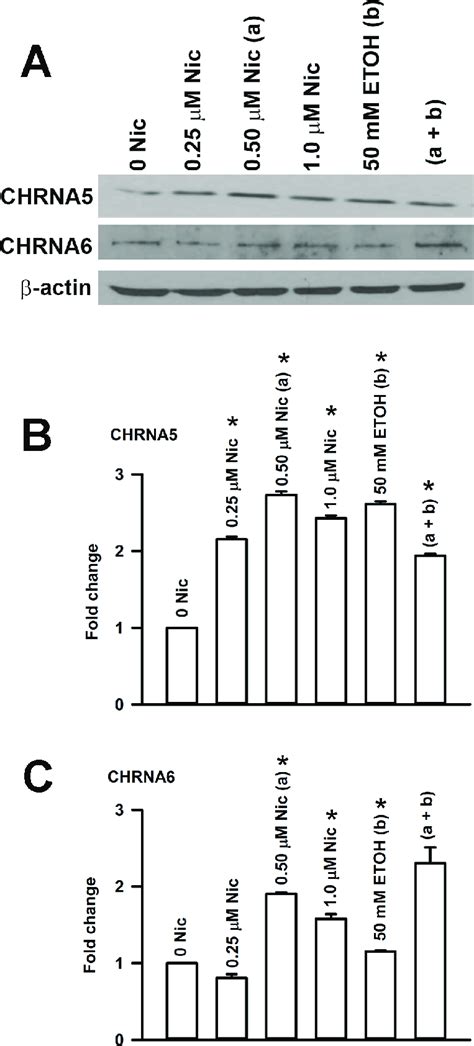 Effect Of Nic Exposure On The CHRN Subunit MRNA Expression Level In HBO