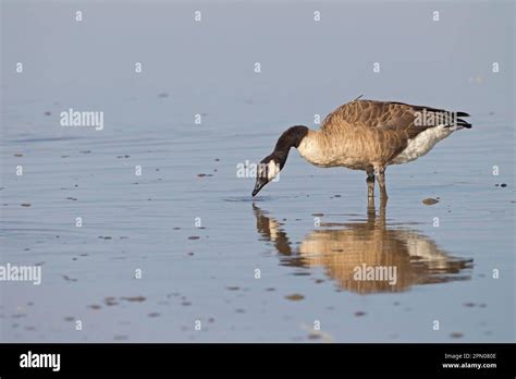 Canada Goose Branta Canadensis Introduced Adult Species Feeding In Shallow Water In A Coastal