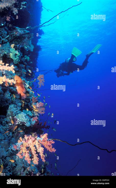 Maldives, underwater diving amongst colourful coral reef Stock Photo ...