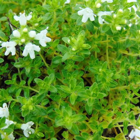 Thym Thymus Praecox Albiflorus Couvre Sol Aromatique à Fleurs Blanches