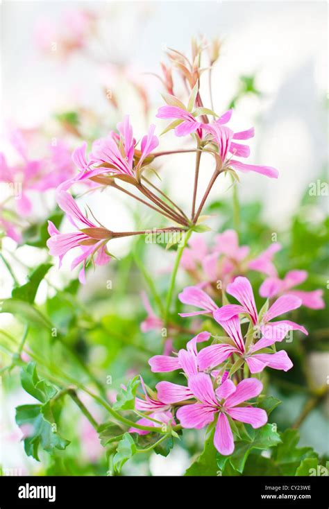 Pelargonium Peltatum Fotograf As E Im Genes De Alta Resoluci N Alamy