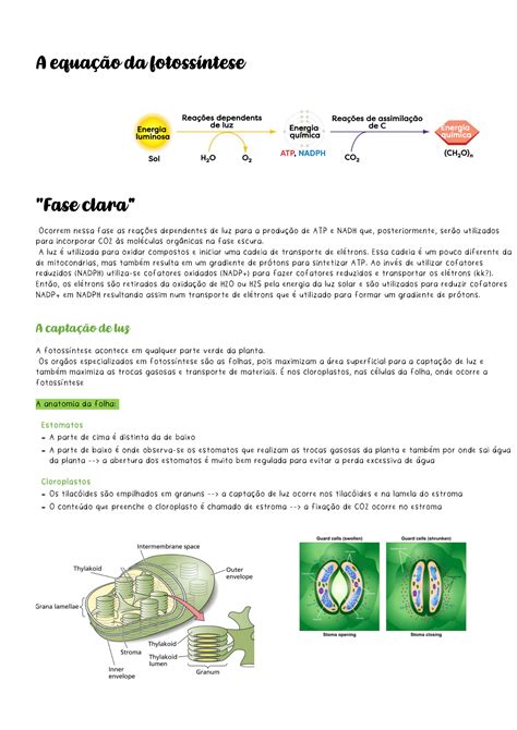 SOLUTION Fotoss Ntese E Ciclo De Calvin Studypool