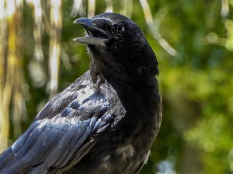 Crow Bird Portrait Free Stock Photo - Public Domain Pictures