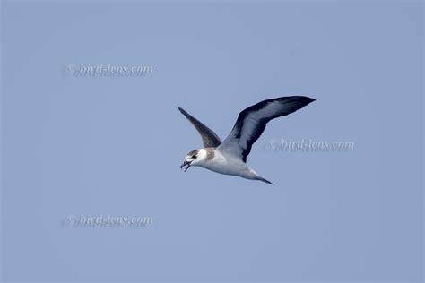 Black Capped Petrel Bird Lens