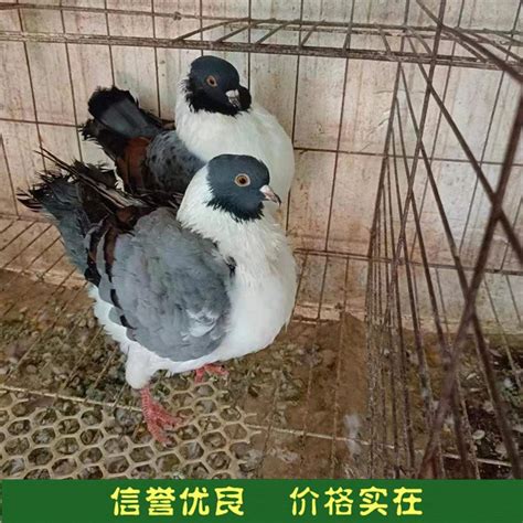 易养殖散养育肥观赏鸽种鸽 提供技术指导 分段饲养