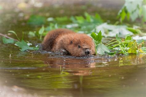 North American Beaver Kit Castor Canadensis Reflected In Water Stock