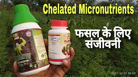 Use Of Chelated Micronutrients Fertilizer In Agriculture Benefits Of Chelated Micronutrients