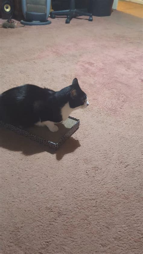 Cat Honking Cough Rvet
